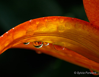 Daylily with Raindrops