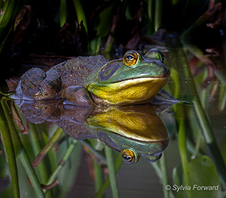 Bullfrog and Reflection