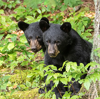 Two Young Bears