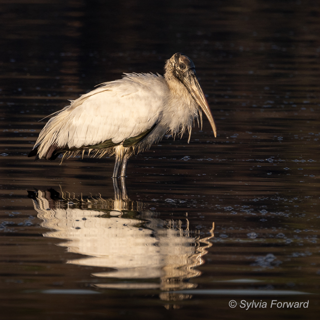Wood Stork and reflection